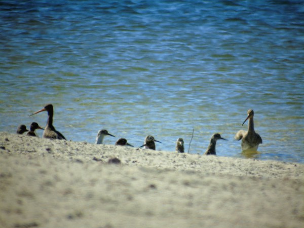 rycyk  - Andrzej Tarasiuk
