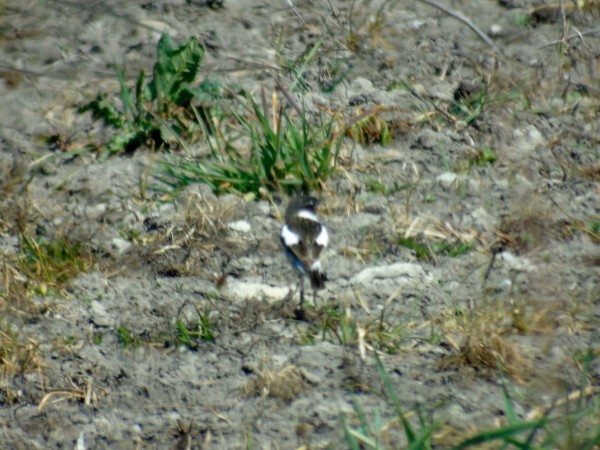 Schwarzkehlchen  - Andrzej Tarasiuk