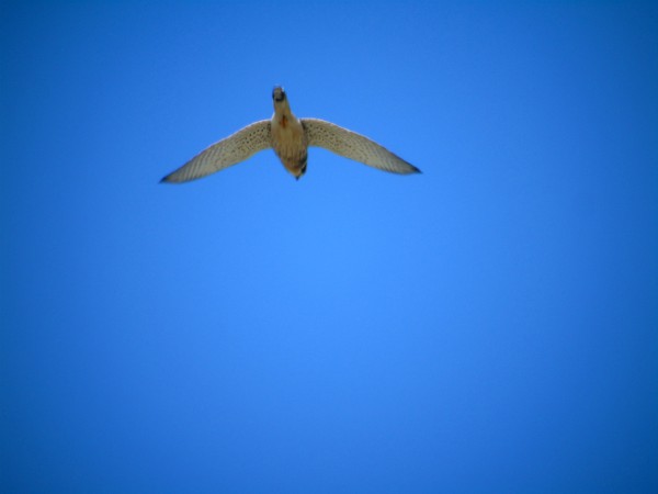 pustułka  - Andrzej Tarasiuk