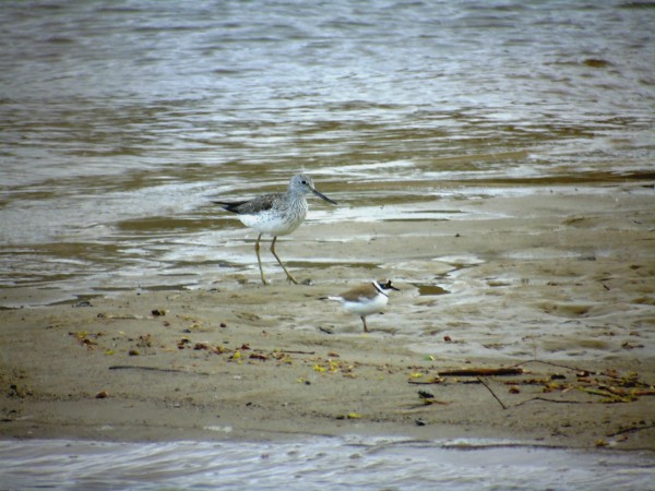 Grünschenkel  - Andrzej Tarasiuk