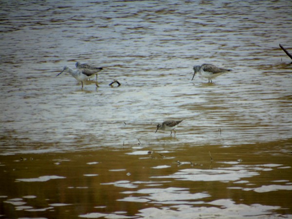 Grünschenkel  - Andrzej Tarasiuk