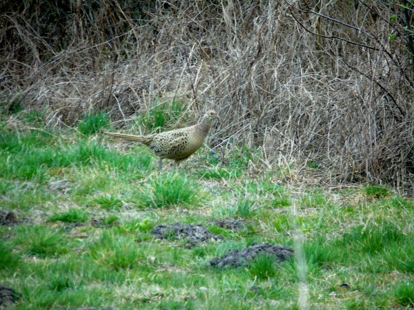 bażant  - Andrzej Tarasiuk