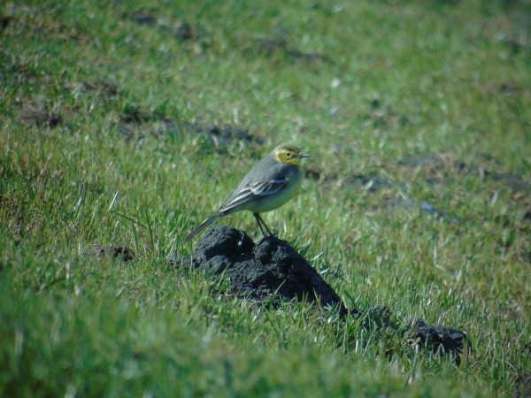 Citrine Wagtail  - Andrzej Tarasiuk