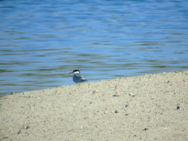 rybitwa rzeczna  - Andrzej Tarasiuk