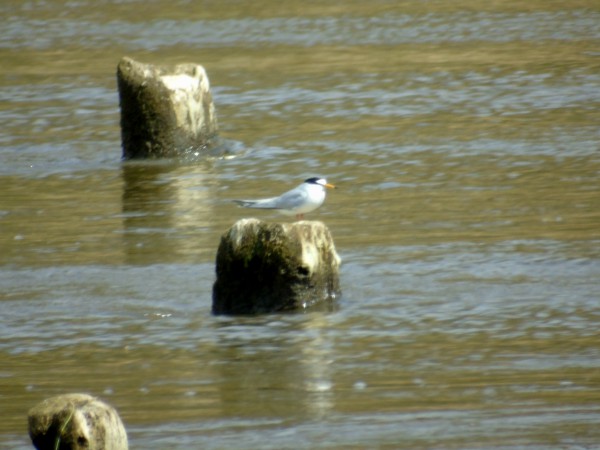 Zwergseeschwalbe  - Andrzej Tarasiuk