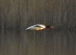 Brandgans  - Roman Kempa