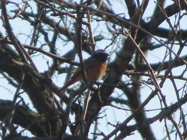 pleszka  - Wojciech Cichy