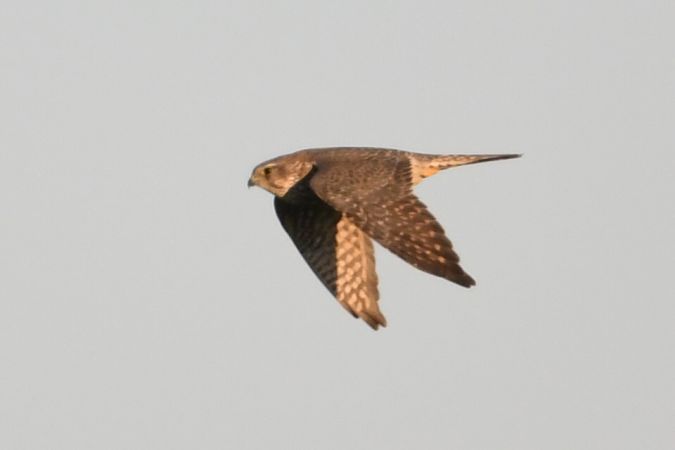 Merlin  - Marcin Sołowiej