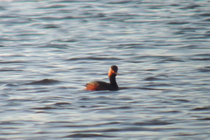 Schwarzhalstaucher  - Marcin Sołowiej