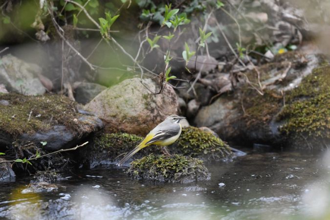 pliszka górska  - Marcin Sołowiej