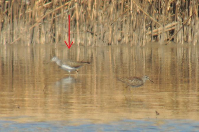 Chevalier culblanc  - Marcin Sołowiej