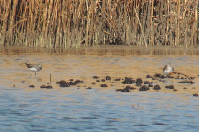 Green Sandpiper  - Marcin Sołowiej