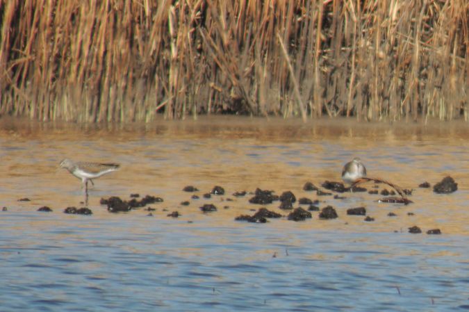 samotnik  - Marcin Sołowiej