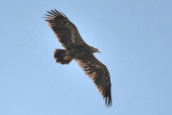 orlik krzykliwy  - Marcin Sołowiej