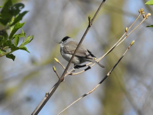 Mönchsgrasmücke  - Marta Ilkowska Nowak
