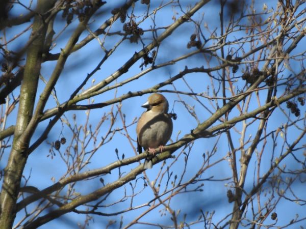 Hawfinch  - Marta Ilkowska Nowak