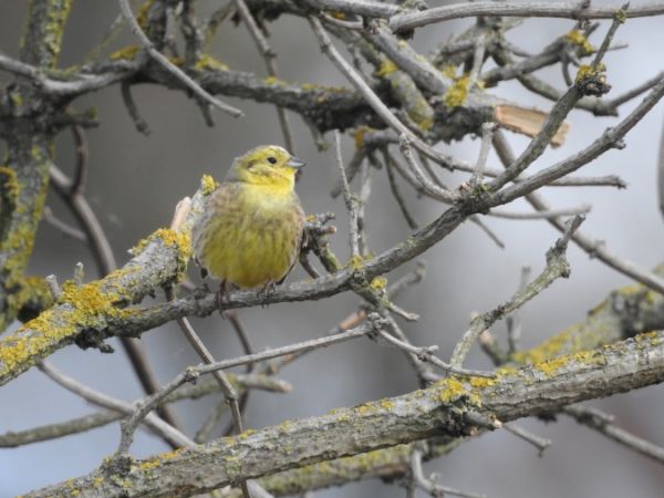 trznadel  - Marta Ilkowska Nowak