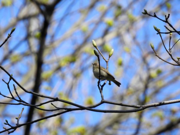 Zilpzalp  - Michał Słowikowski