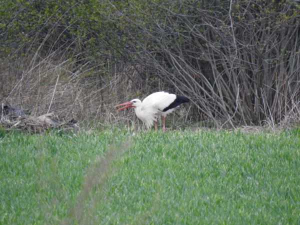 Weissstorch  - Michał Słowikowski