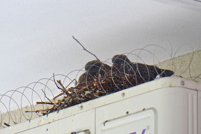 gołąb miejski  - Hanna Żelichowska