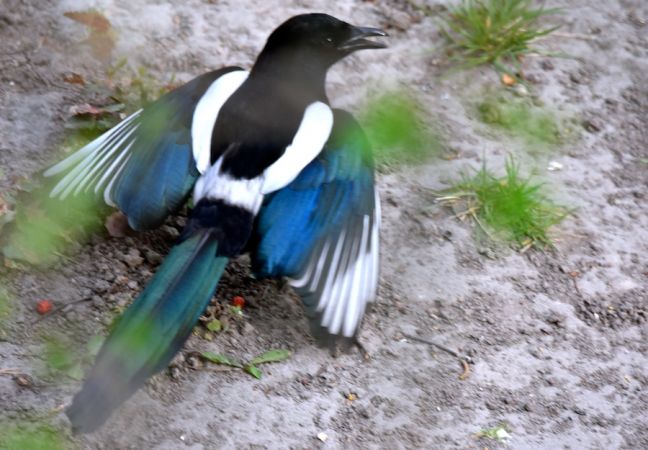 sroka  - Hanna Żelichowska