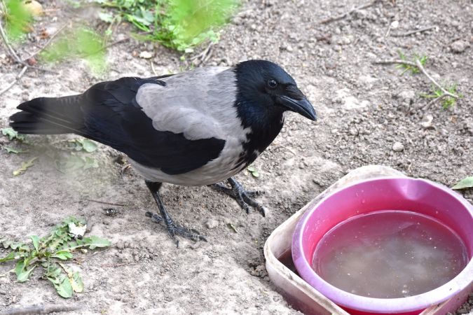 wrona siwa  - Hanna Żelichowska