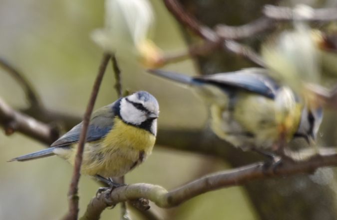 modraszka  - Hanna Żelichowska