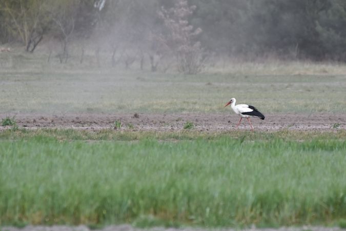 bocian biały  - Hanna Żelichowska