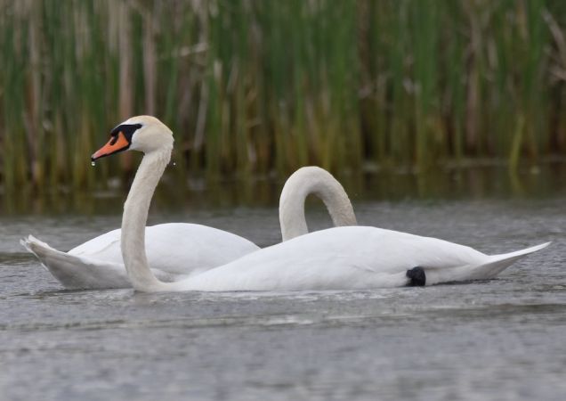 Höckerschwan  - Hanna Żelichowska