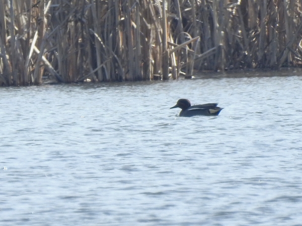 Sarcelle d'hiver  - Amanda Zinkow