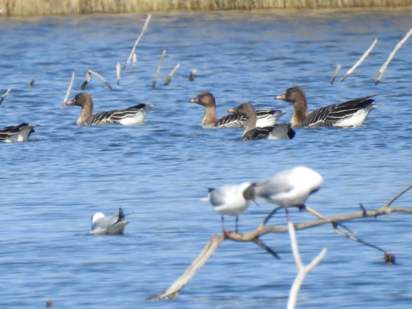 Tundra Bean Goose  - Amanda Zinkow