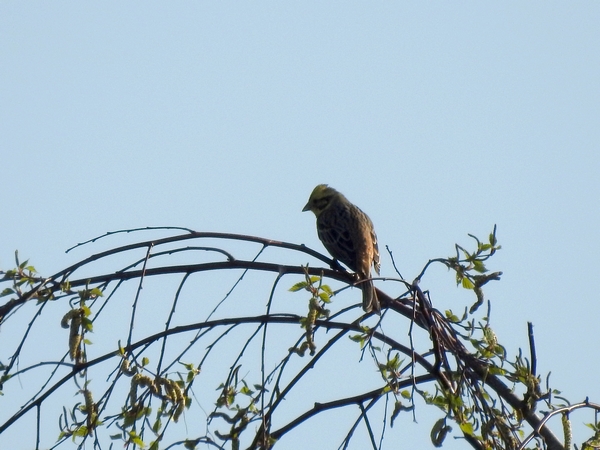 trznadel  - Amanda Zinkow