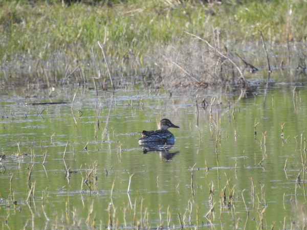 cyranka  - Amanda Zinkow