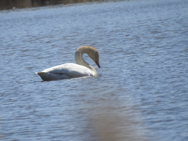 łabędź krzykliwy  - Amanda Zinkow