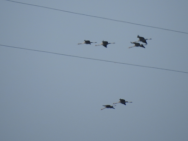 Kranich  - Amanda Zinkow