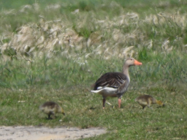 Greylag Goose  - Amanda Zinkow