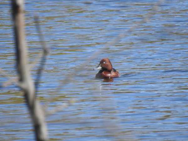 podgorzałka  - Amanda Zinkow