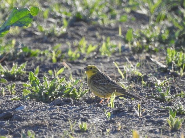 Yellowhammer  - Amanda Zinkow