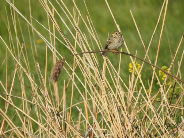 Corn Bunting  - Amanda Zinkow