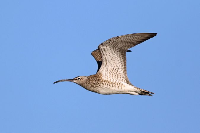 Eurasian Whimbrel  - Zbigniew Wnuk