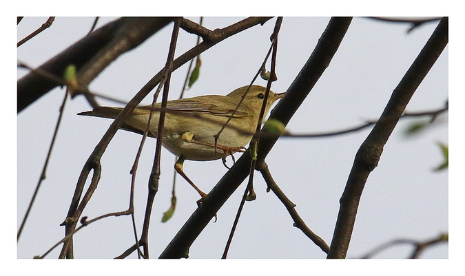 Willow Warbler 