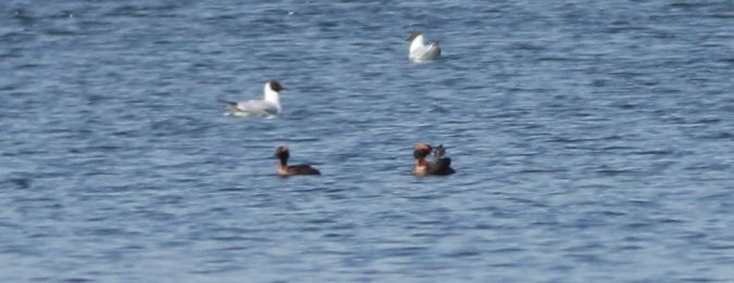 perkoz rogaty  - Łukasz Janocha