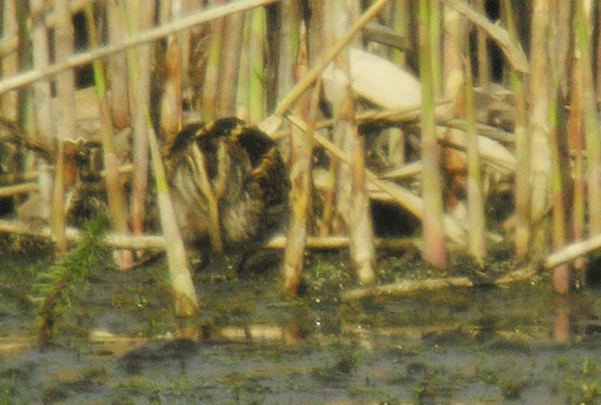 Bécassine sourde  - Teresa Mariusz Blank