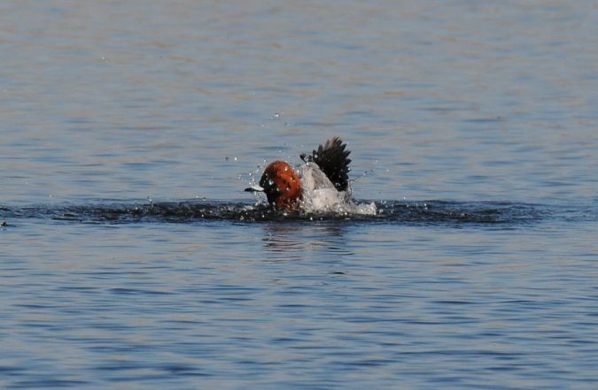 Tafelente  - Marcin Dec