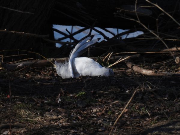 śmieszka  - Jarosław Słowikowski