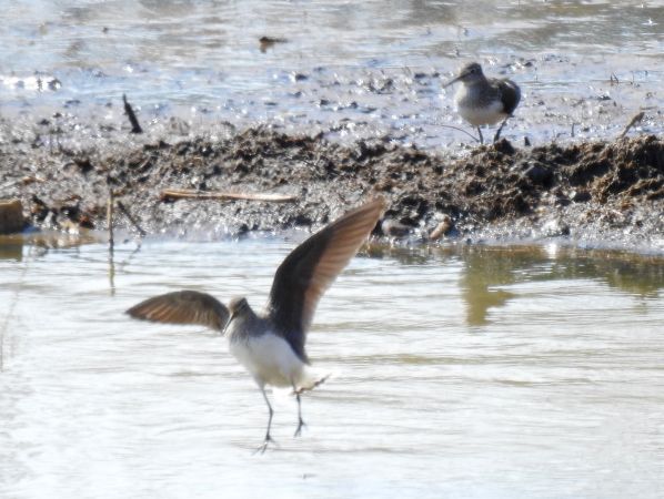 Waldwasserläufer  - Jarosław Słowikowski