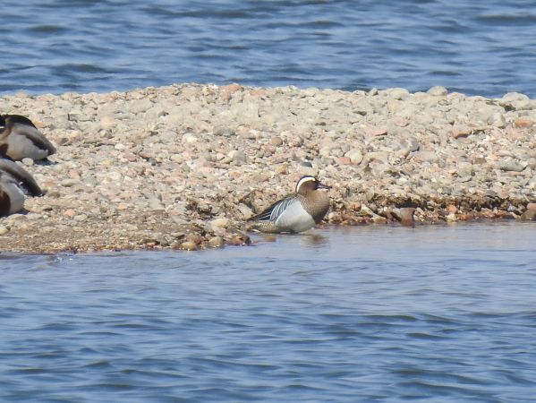 Knäkente  - Jarosław Słowikowski