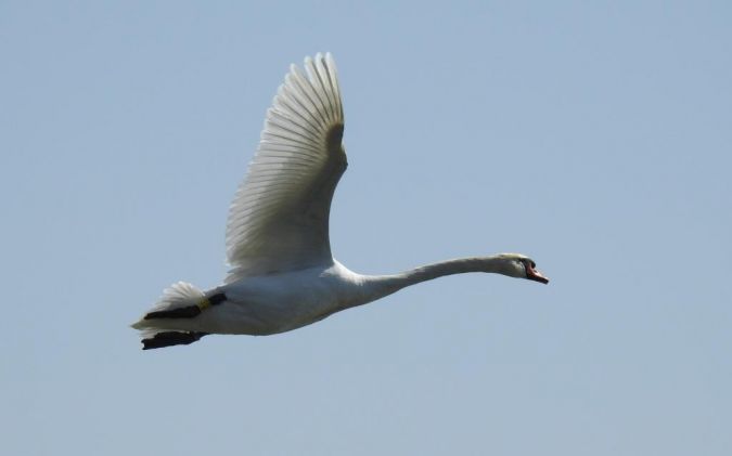 Mute Swan  - Jarosław Słowikowski