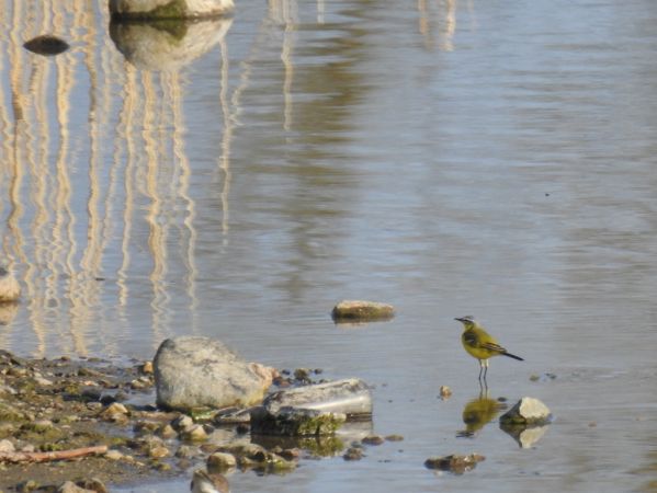 Schafstelze  - Jarosław Słowikowski