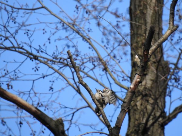 dzięciołek  - Jarosław Słowikowski